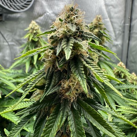 200% growlog timeline photo
