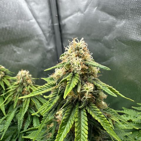 200% growlog timeline photo