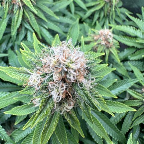 200% growlog timeline photo