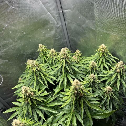 200% growlog timeline photo