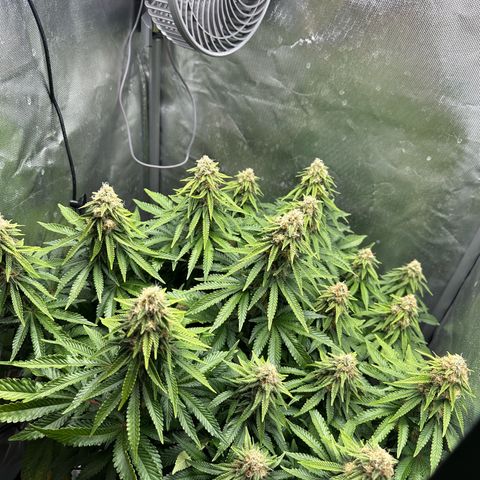 200% growlog timeline photo