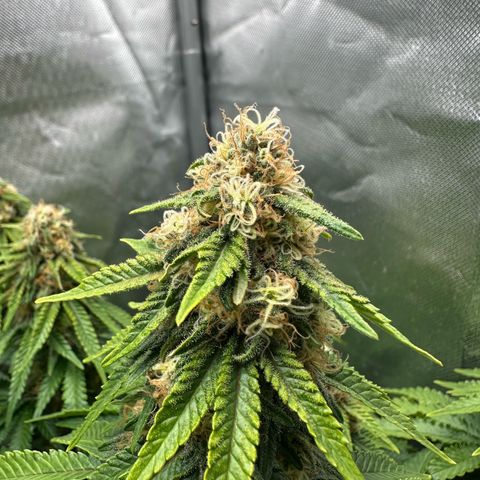 200% growlog timeline photo