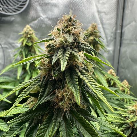 200% growlog timeline photo