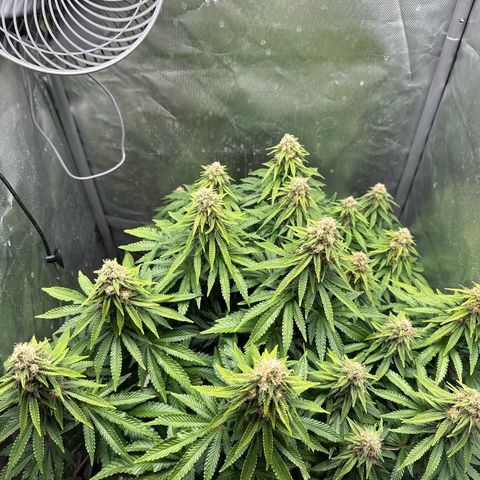 200% growlog timeline photo