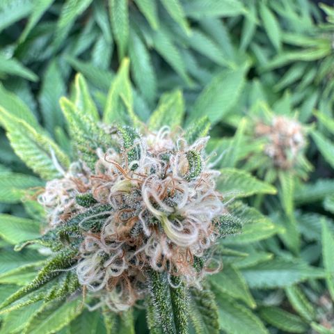 200% growlog timeline photo