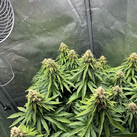 200% growlog timeline photo