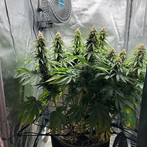 200% growlog timeline photo