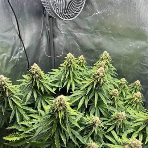 200% growlog timeline photo