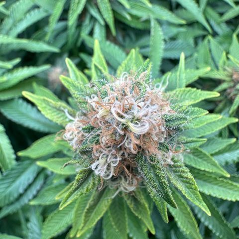 200% growlog timeline photo