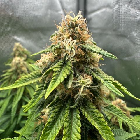 200% growlog timeline photo