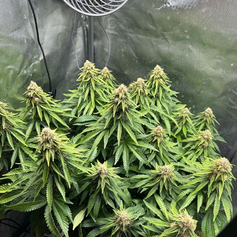 200% growlog timeline photo