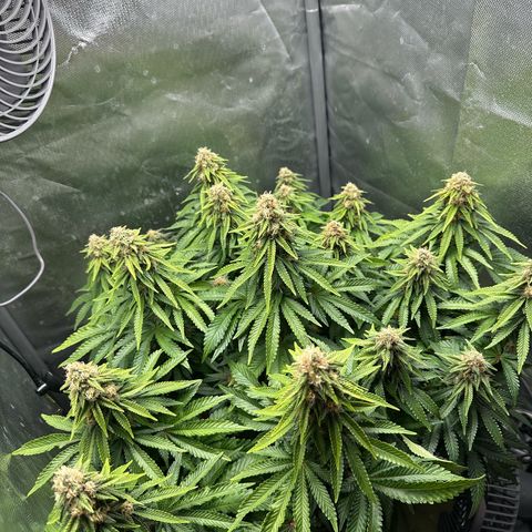 200% growlog timeline photo