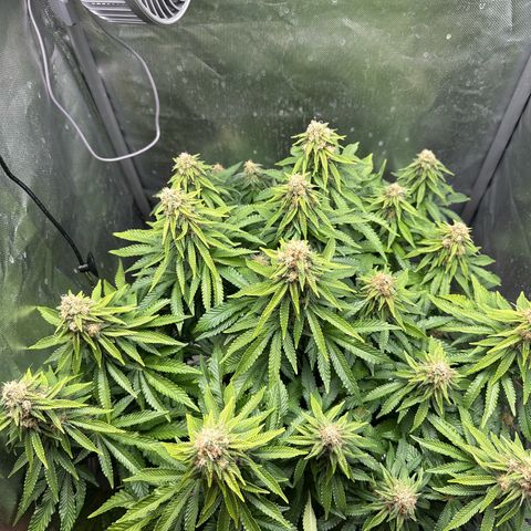 200% growlog timeline photo