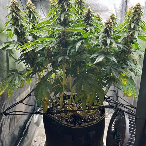 200% growlog timeline photo