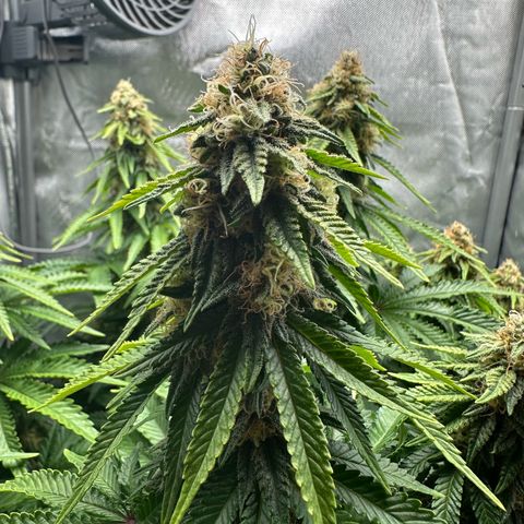 200% growlog timeline photo