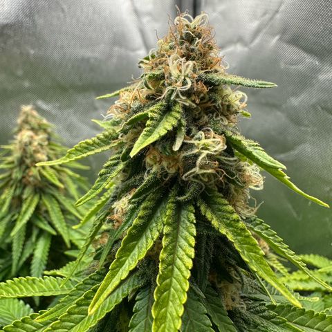 200% growlog timeline photo