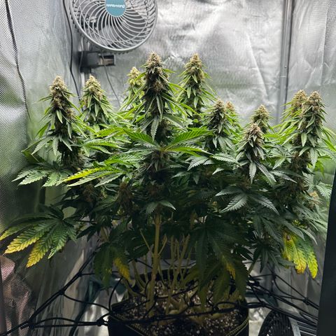 200% growlog timeline photo