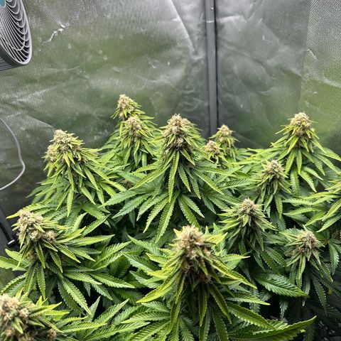 200% growlog timeline photo