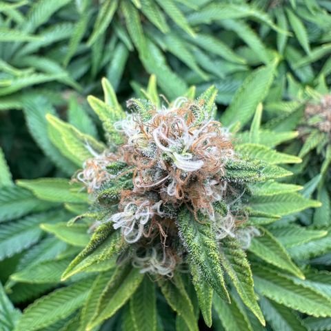 200% growlog timeline photo