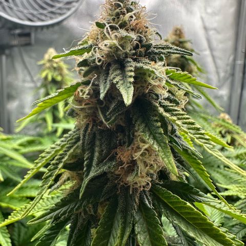 200% growlog timeline photo