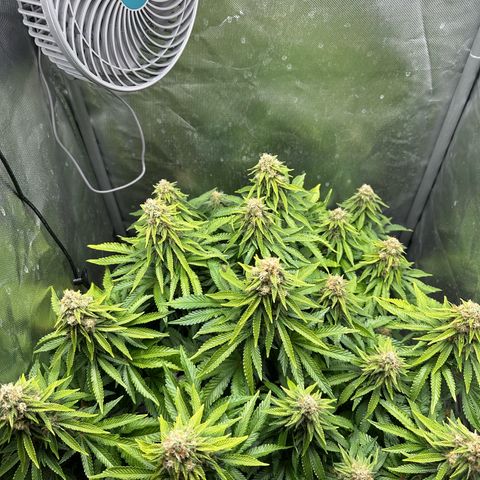 200% growlog timeline photo