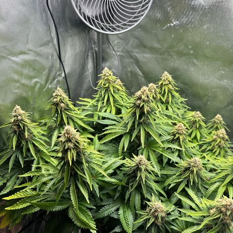 200% growlog timeline photo