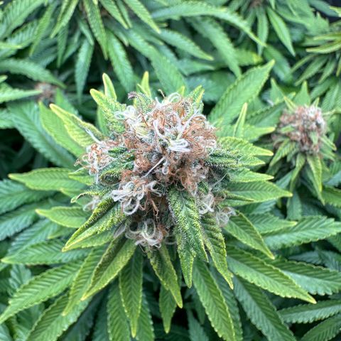 200% growlog timeline photo