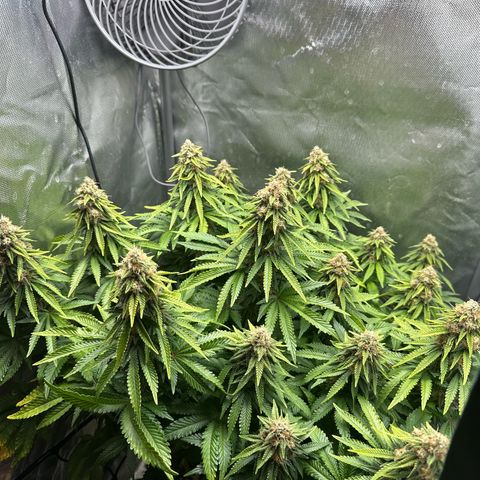 200% growlog timeline photo