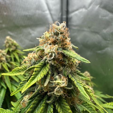 200% growlog timeline photo