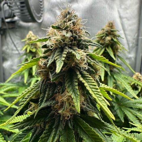 200% growlog timeline photo