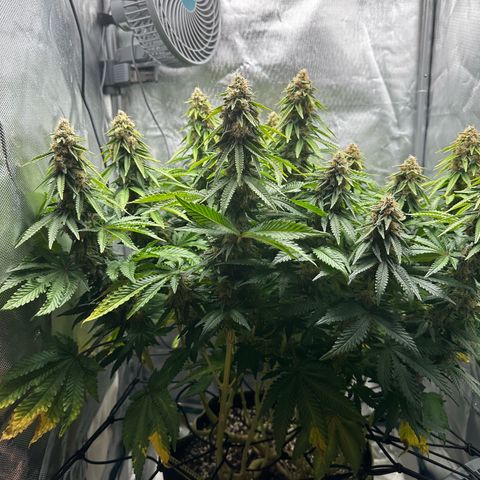 200% growlog timeline photo
