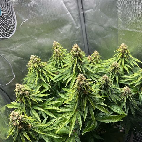 200% growlog timeline photo