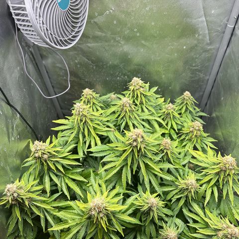 200% growlog timeline photo