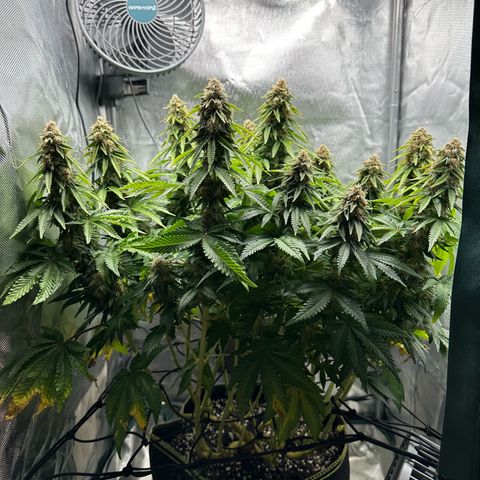 200% growlog timeline photo