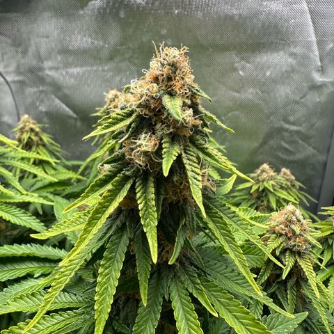 200% growlog timeline photo