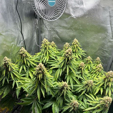 200% growlog timeline photo