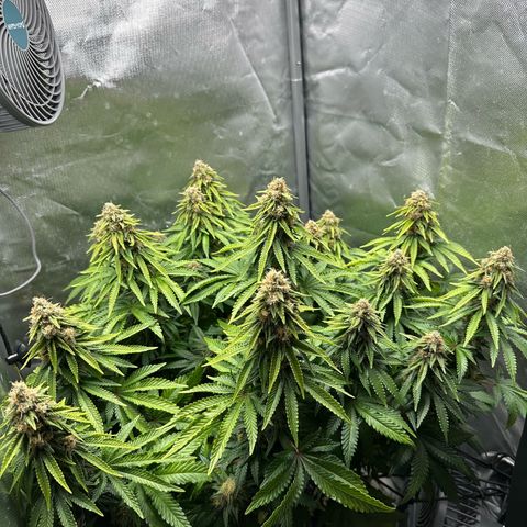 200% growlog timeline photo