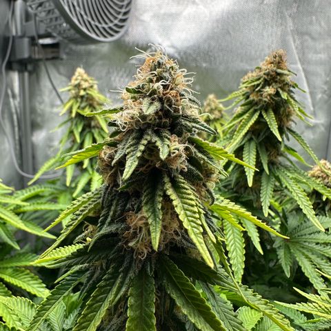 200% growlog timeline photo