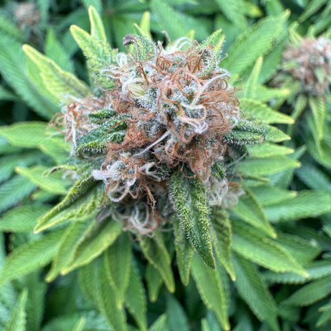 200% growlog timeline photo