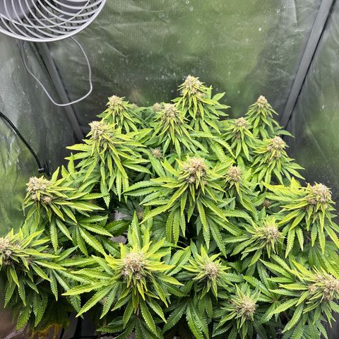 200% growlog timeline photo