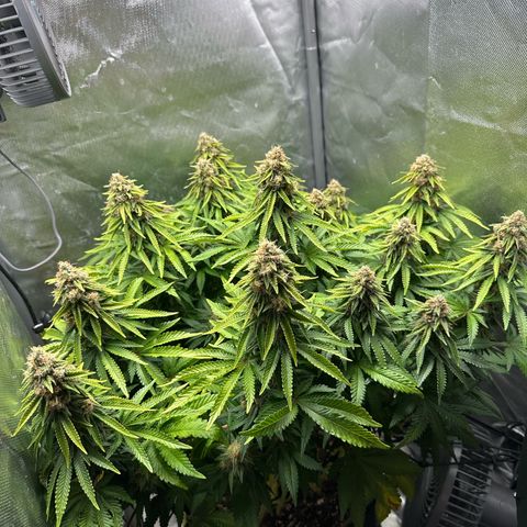 200% growlog timeline photo