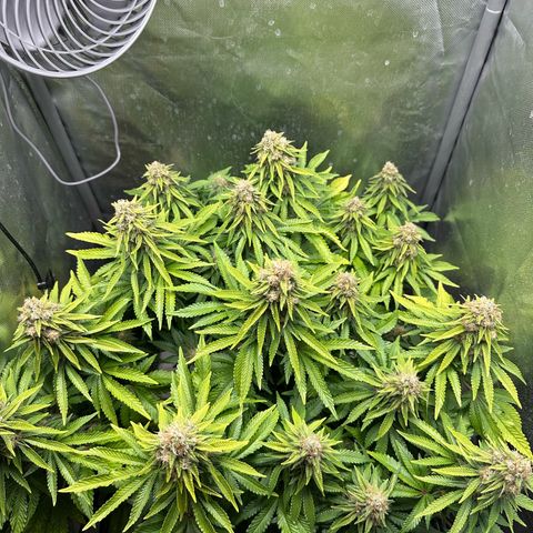 200% growlog timeline photo