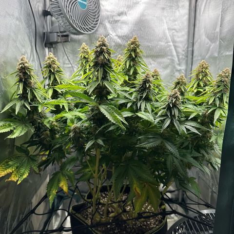 200% growlog timeline photo