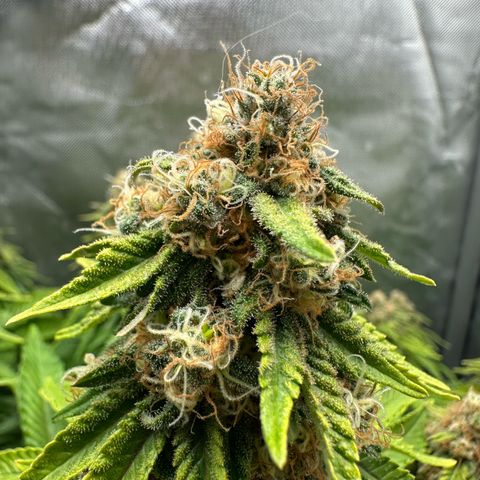 200% growlog timeline photo
