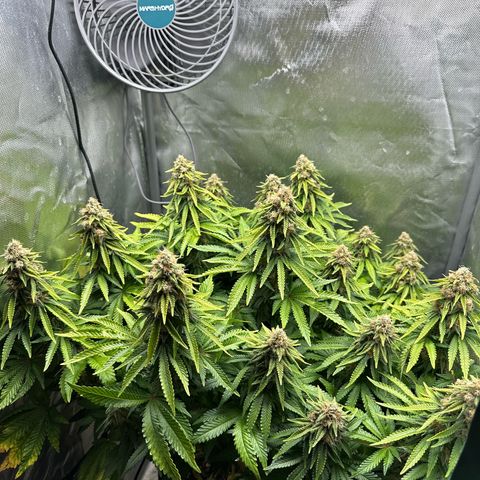 200% growlog timeline photo