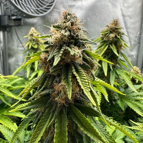 200% growlog timeline photo