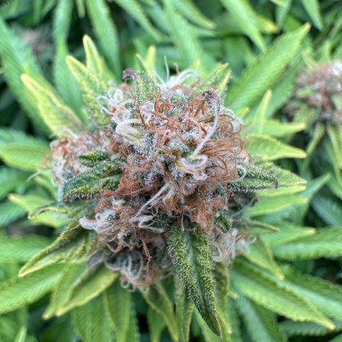 200% growlog timeline photo
