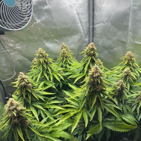 200% growlog timeline photo