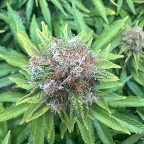 200% growlog timeline photo