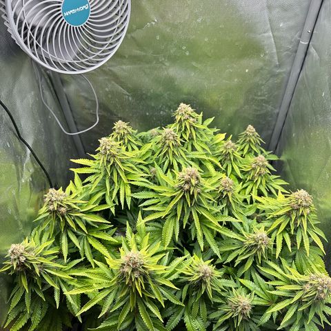 200% growlog timeline photo